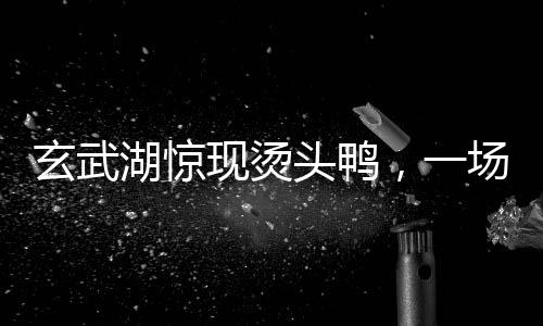 玄武湖惊现烫头鸭，一场自然与未知的奇遇