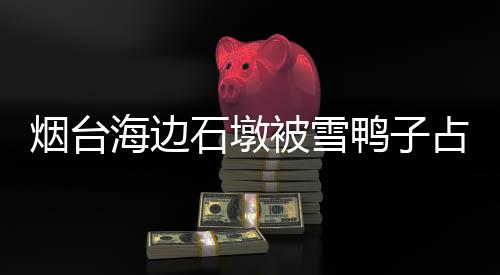 烟台海边石墩被雪鸭子占领，冬日独特景象成新话题