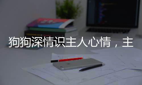 狗狗深情识主人心情，主动安慰触动心灵