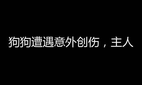 狗狗遭遇意外创伤，主人紧急处理贴创口贴——动物保护与急救知识普及