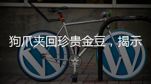 狗爪夹回珍贵金豆，揭示人与动物和谐共生新篇章