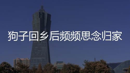 狗子回乡后频频思念归家之路，一段关于忠诚与依恋的故事