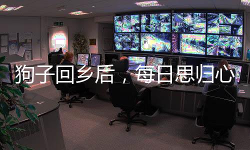 狗子回乡后，每日思归心切，人与狗之间的深厚情感解读