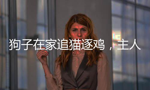 狗子在家追猫逐鸡，主人采取约束措施