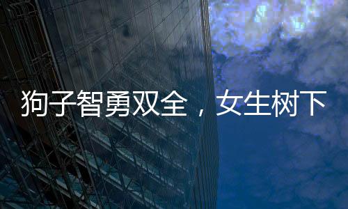 狗子智勇双全，女生树下抢树枝遭遇趣事——躲避扫堂腿的背后故事