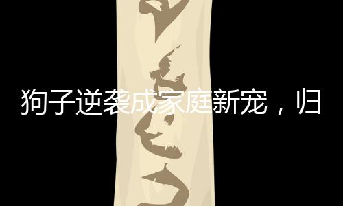 狗子逆袭成家庭新宠，归来，责任感重生过年回家的狗子已经成为家中的得力助手