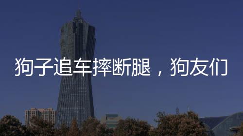 狗子追车摔断腿，狗友们纷纷来看望——友情的见证与温情的力量