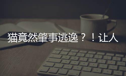 猫竟然肇事逃逸？！让人震惊的交通真相揭秘