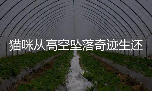 猫咪从高空坠落奇迹生还，一场意想不到的奇迹经历的故事
