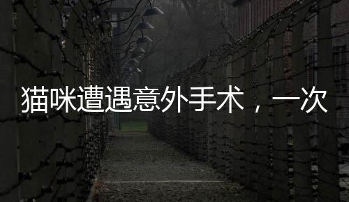 猫咪遭遇意外手术，一次令人震惊的绝育与脾脏摘除事件