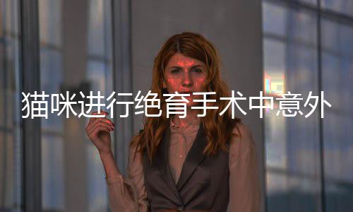 猫咪进行绝育手术中意外摘除脾脏，专家解读与警示