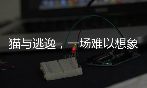 猫与逃逸，一场难以想象的肇事逃逸事件揭秘