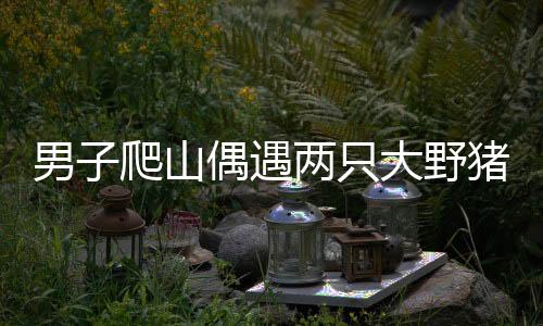 男子爬山偶遇两只大野猪，一次惊喜而又刺激的森林冒险