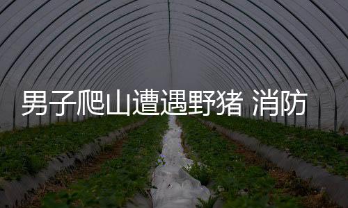 男子爬山遭遇野猪 消防紧急出动