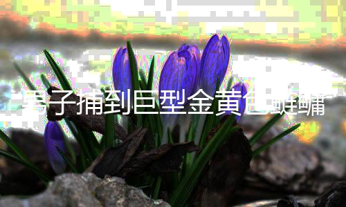 男子捕到巨型金黄色鲢鳙鱼，重达90斤，引发关注