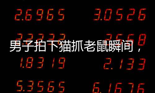 男子拍下猫抓老鼠瞬间，揭秘自然界的生存智慧