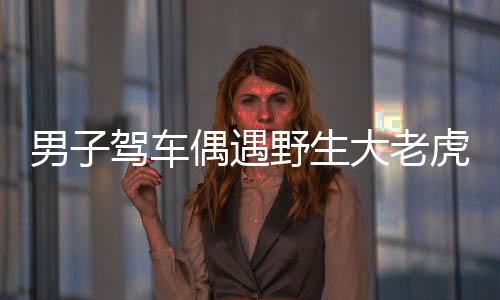 男子驾车偶遇野生大老虎，一次惊险的自然邂逅