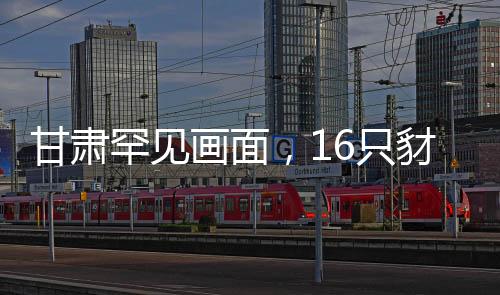 甘肃罕见画面，16只豺同框现身