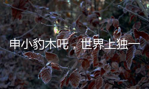 申小豹木吒，世界上独一无二，镜像般的另一个我