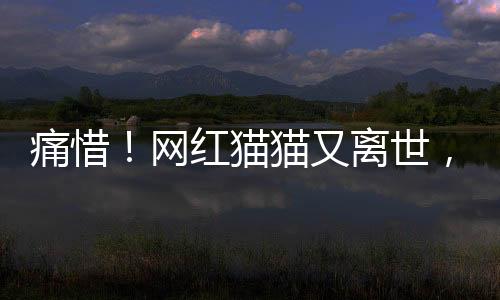 痛惜！网红猫猫又离世，年仅二十四岁