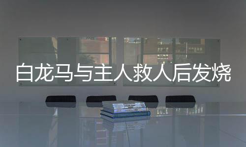 白龙马与主人救人后发烧至40度，患难与共的感人故事