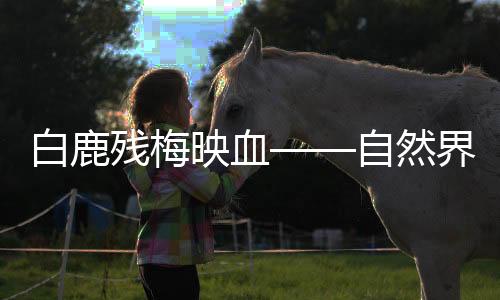 白鹿残梅映血——自然界的悲歌与生命的颂歌