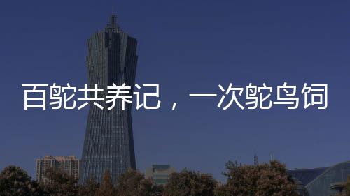 百鸵共养记，一次鸵鸟饲养与美食直播之旅