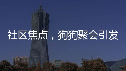 社区焦点，狗狗聚会引发关注，挨家挨户摇狗打架现象引发讨论
