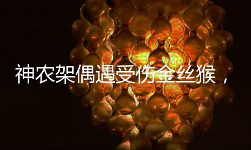 神农架偶遇受伤金丝猴，人与自然和谐共生的生动见证
