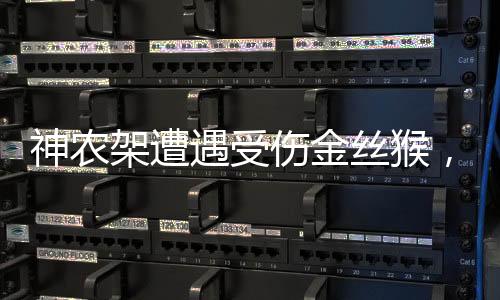 神农架遭遇受伤金丝猴，神秘自然界的暖心故事