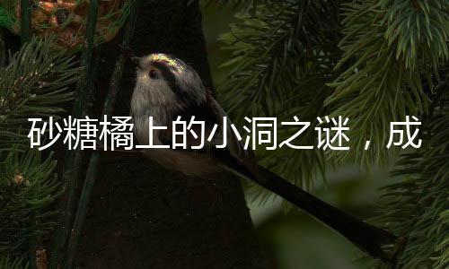 砂糖橘上的小洞之谜，成因、影响与解决方案