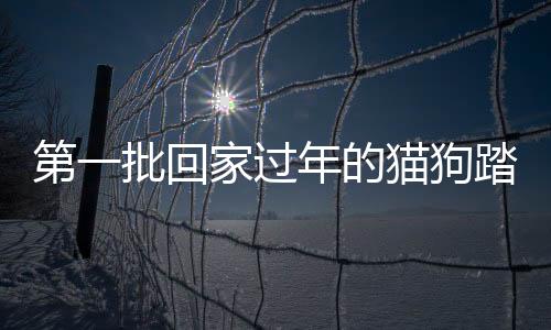 第一批回家过年的猫狗踏上归途，共筑温馨团圆时刻