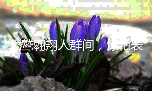 秃鹫翱翔人群间，惊艳表演震撼心灵