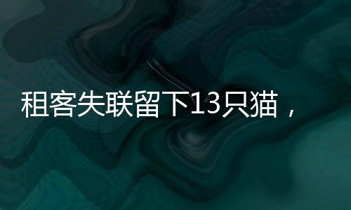 租客失联留下13只猫，爱心与责任的考验