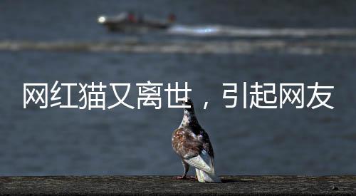 网红猫又离世，引起网友广泛关注与哀悼