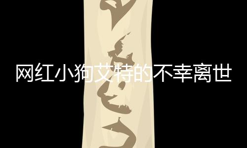 网红小狗艾特的不幸离世，哀悼与反思