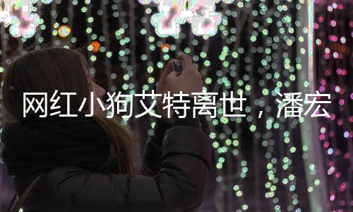 网红小狗艾特离世，潘宏回应质疑