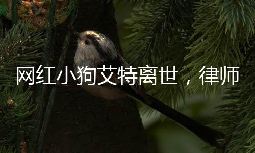 网红小狗艾特离世，律师解读相关事宜