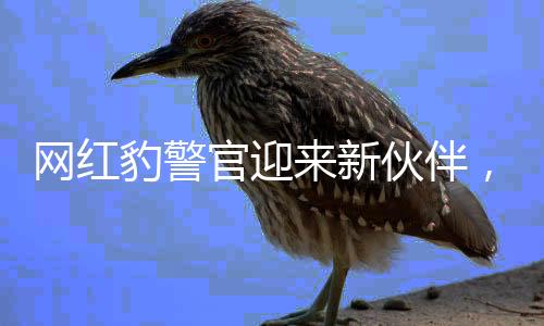 网红豹警官迎来新伙伴，携手共筑社区安全防线