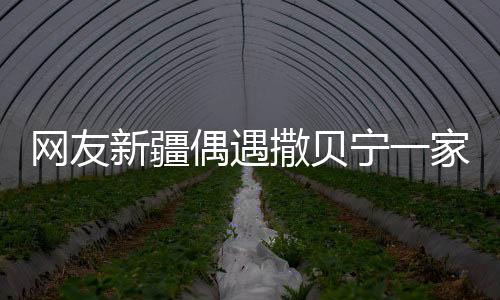 网友新疆偶遇撒贝宁一家四口，温馨旅行引人注目