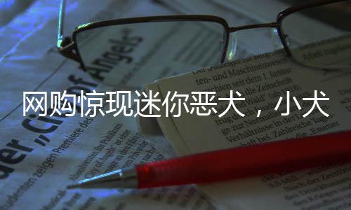 网购惊现迷你恶犬，小犬只如袜子般大小，萌态可掬