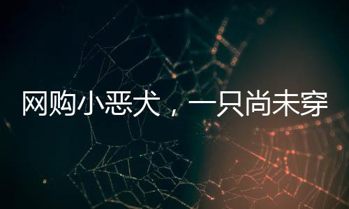 网购小恶犬，一只尚未穿上成人袜子的新生犬的温暖故事