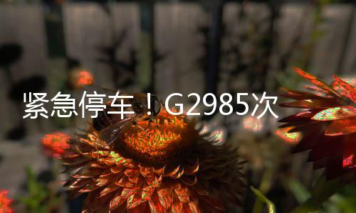 紧急停车！G2985次动车临停破例救人，上演生命接力赛