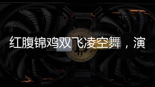 红腹锦鸡双飞凌空舞，演绎自然生态和谐之美