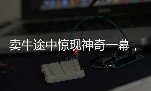 卖牛途中惊现神奇一幕，牛向主人下跪，引发深思