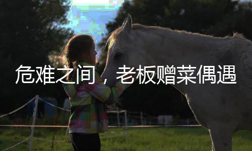 危难之间，老板赠菜偶遇救命恩人，善缘绵延人间真情