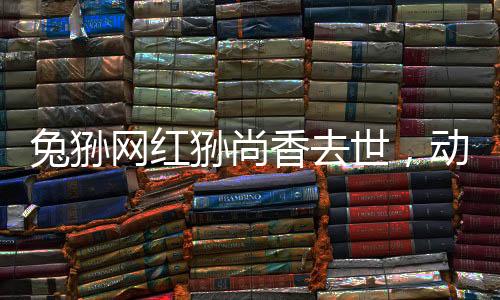 兔狲网红狲尚香去世，动物界的明星陨落，引发网友无尽哀思