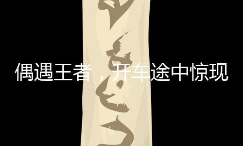 偶遇王者，开车途中惊现野生东北虎