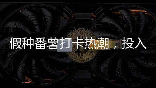 假种番薯打卡热潮，投入十万背后的故事与反思