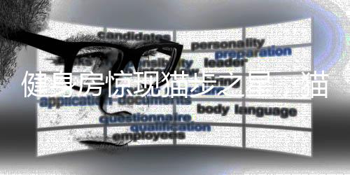 健身房惊现猫步之星，猫咪独立驾驭跑步机展现运动天赋